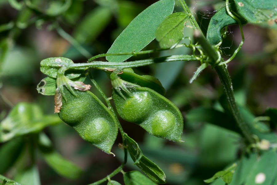 Vicia loiseleurii / Veccia di Loiseleur